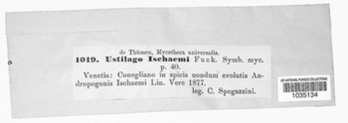 Sphacelotheca ischaemi image